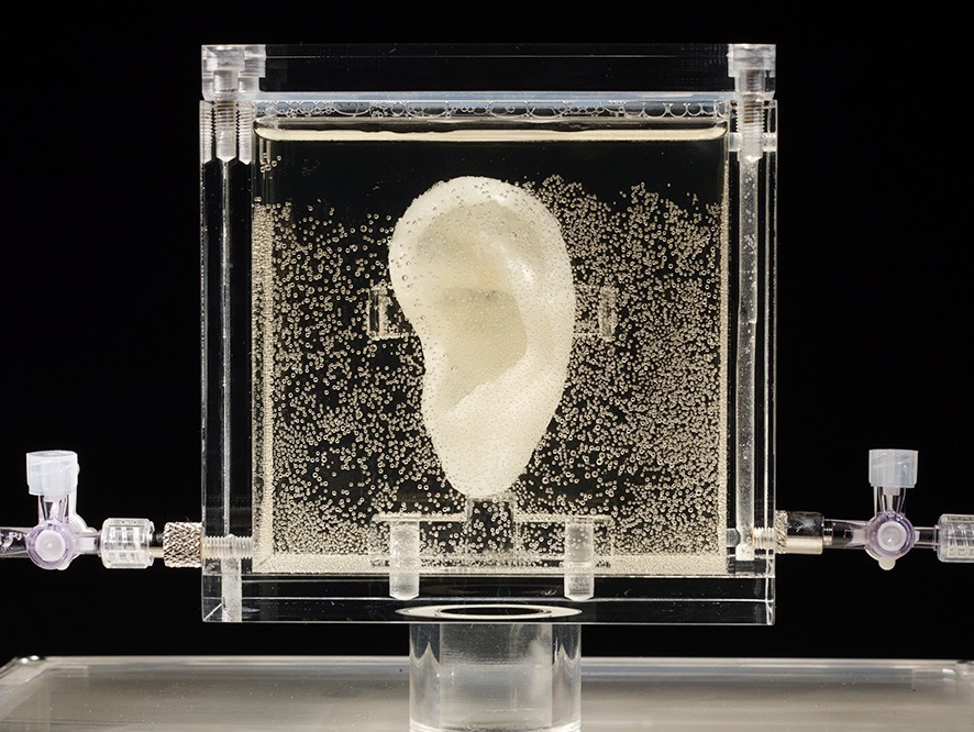Recreating Van Gogh's Ear on a 3D Printer