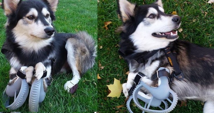 Derby the dog: Running on 3D Printed Prosthetics